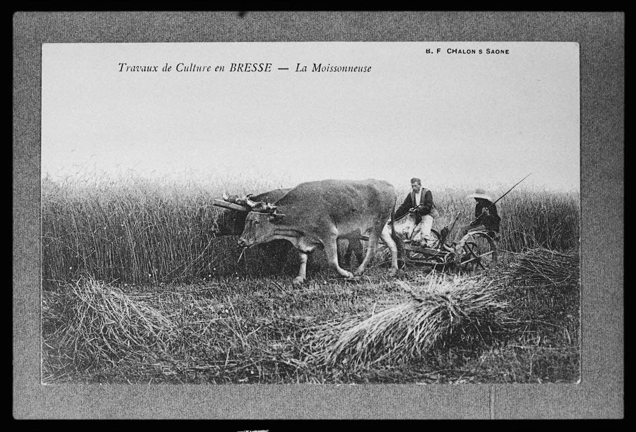 photographie Carte postale. "Travaux de culture en Bresse. La moissonneuse" Ph.1983.59.5 Photo