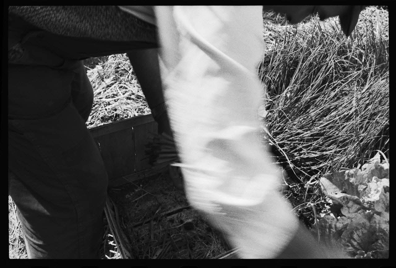 photographie MNATP. Enquête sur la culture des salades (juin 1984) Ph.1984.57.58 Photo