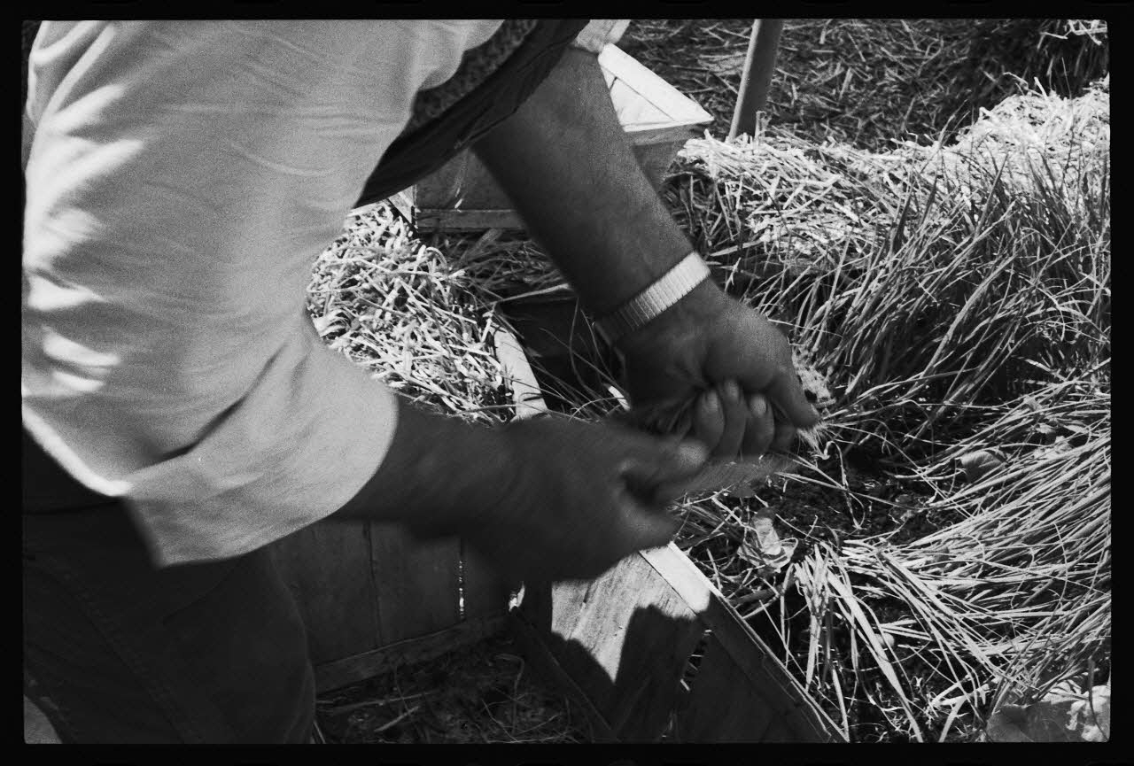 photographie MNATP. Enquête sur la culture des salades (juin 1984) Ph.1984.57.59 Photo