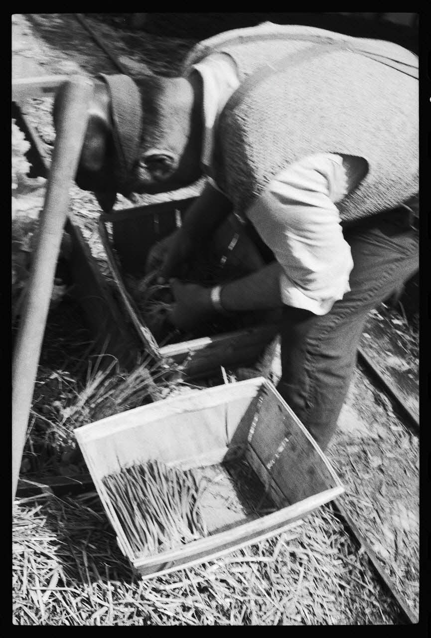 photographie MNATP. Enquête sur la culture des salades (juin 1984) Ph.1984.57.60 Photo