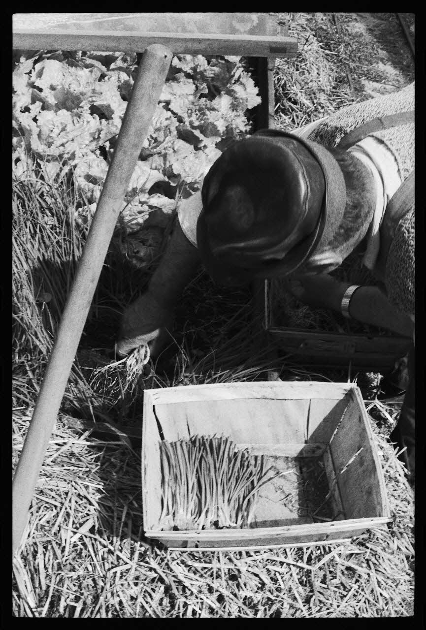 photographie MNATP. Enquête sur la culture des salades (juin 1984) Ph.1984.57.61 Photo