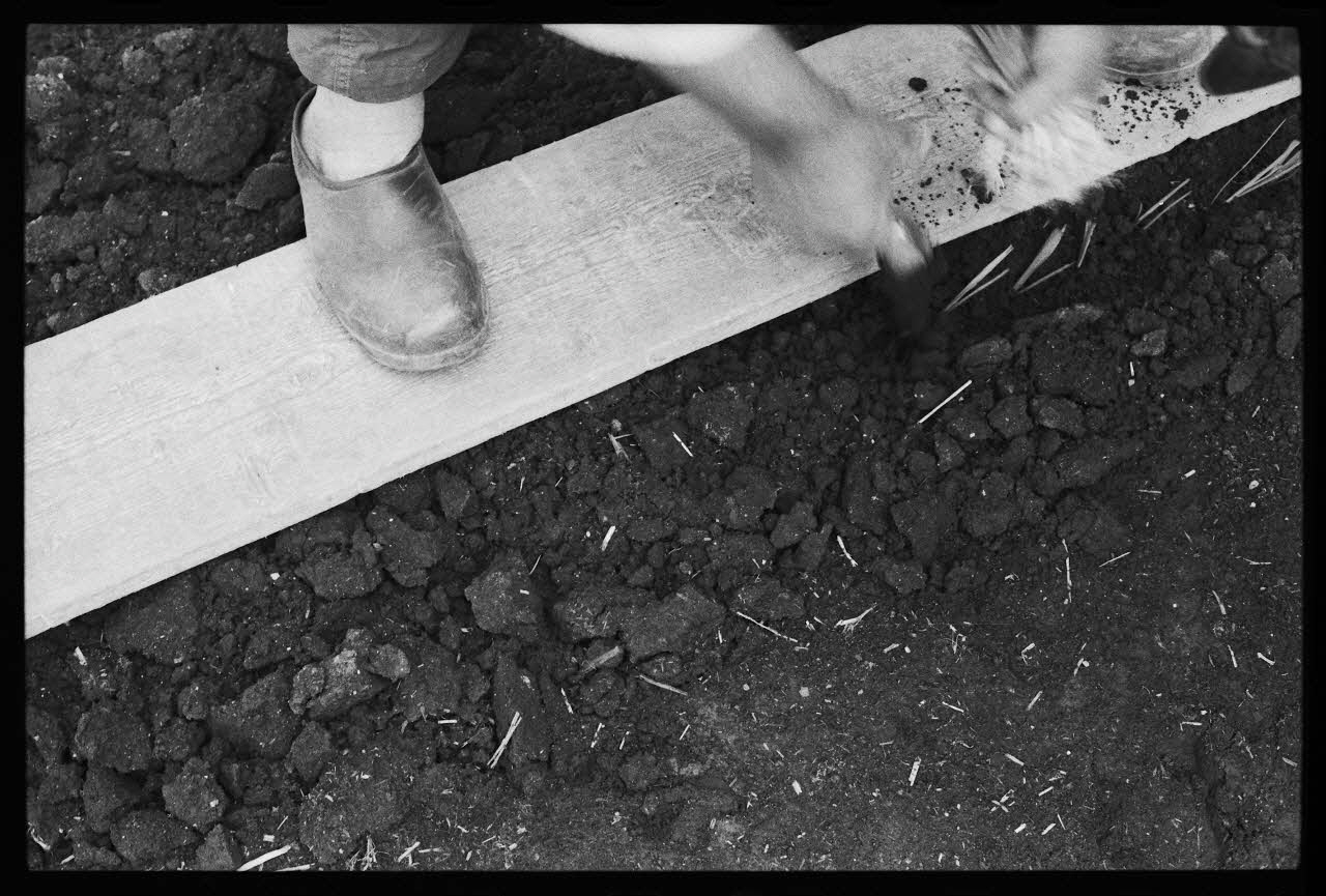 photographie MNATP. Enquête sur la culture des salades (juin 1984) Ph.1984.57.63 Photo