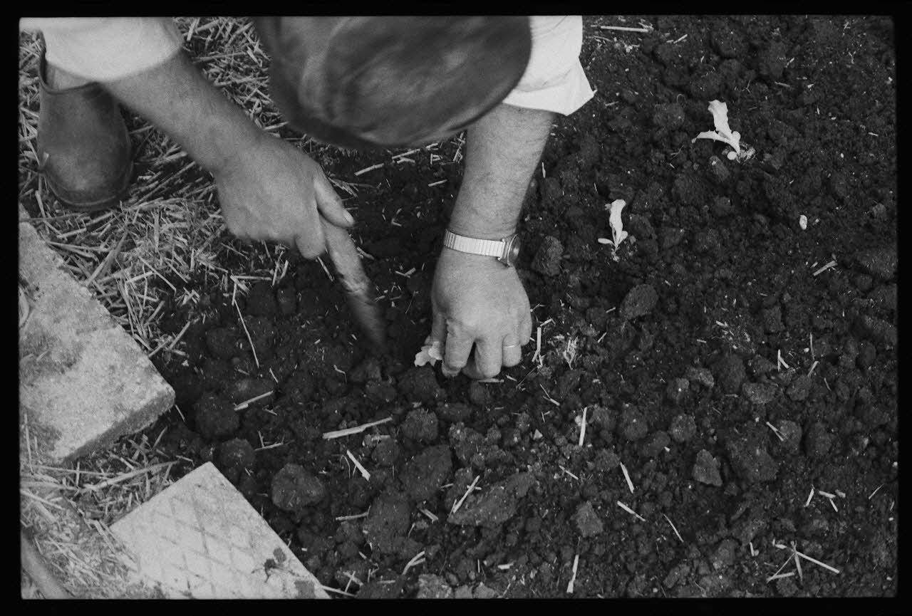 photographie MNATP. Enquête sur la culture des salades (juin 1984) Ph.1984.57.64 Photo