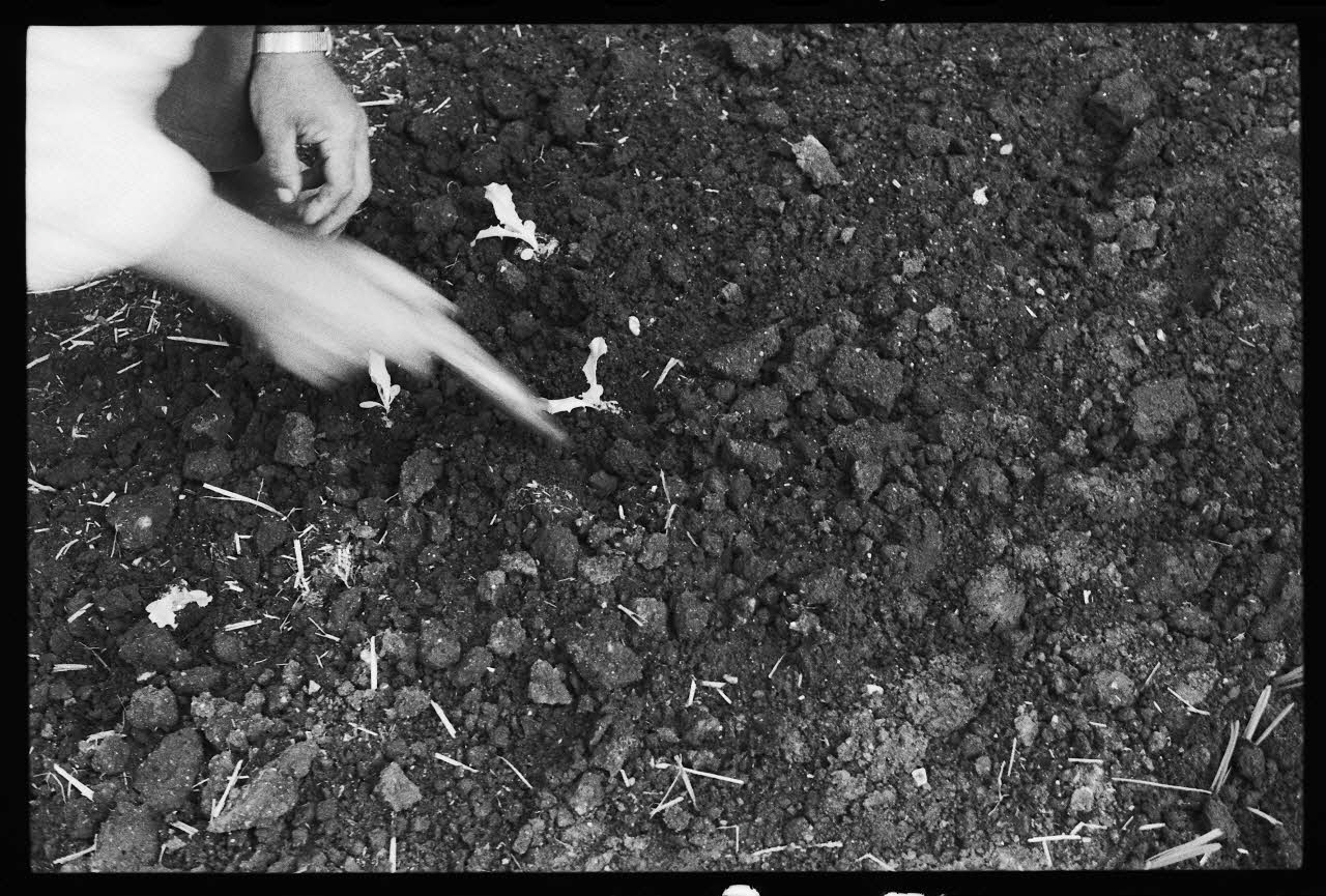 photographie MNATP. Enquête sur la culture des salades (juin 1984) Ph.1984.57.65 Photo