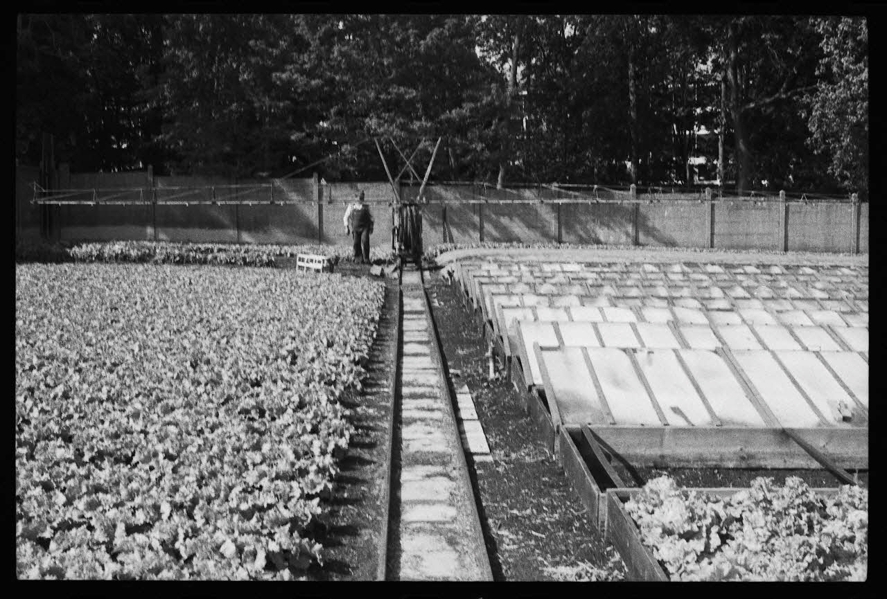 photographie MNATP. Enquête sur la culture des salades (juin 1984) Ph.1984.57.66 Photo