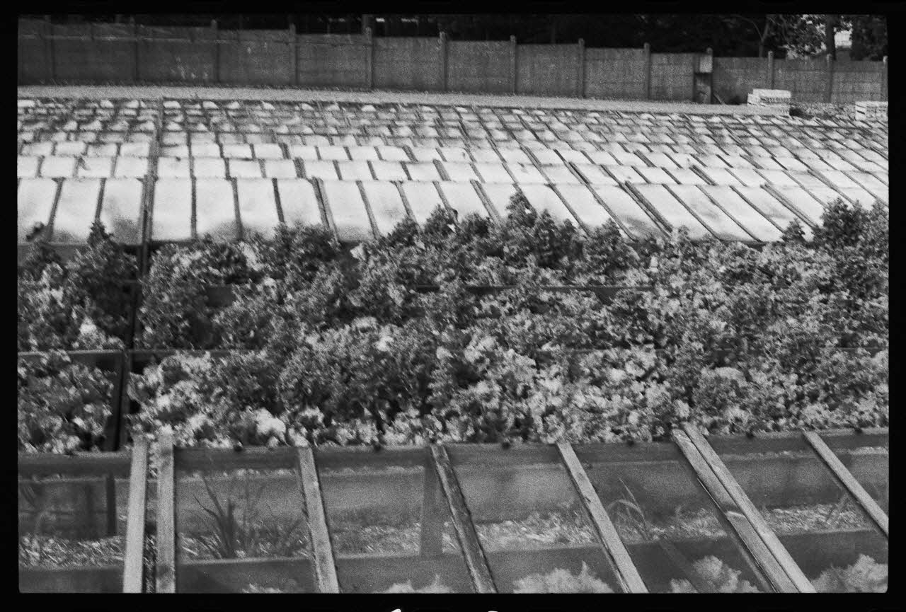 photographie MNATP. Enquête sur la culture des salades (juin 1984) Ph.1984.57.68 Photo