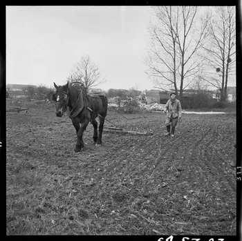 Jacques Marthelot photographie Monsieur Alfred Guyot au travail Picardie, France 1964/4/24 Ph.1964.53.27 Photo