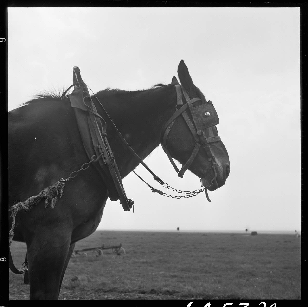 Jacques Marthelot photographie Cheval avec harnais de Monsieur Alfred Guyot Picardie, France 1964/4/24 Ph.1964.53.29 Photo