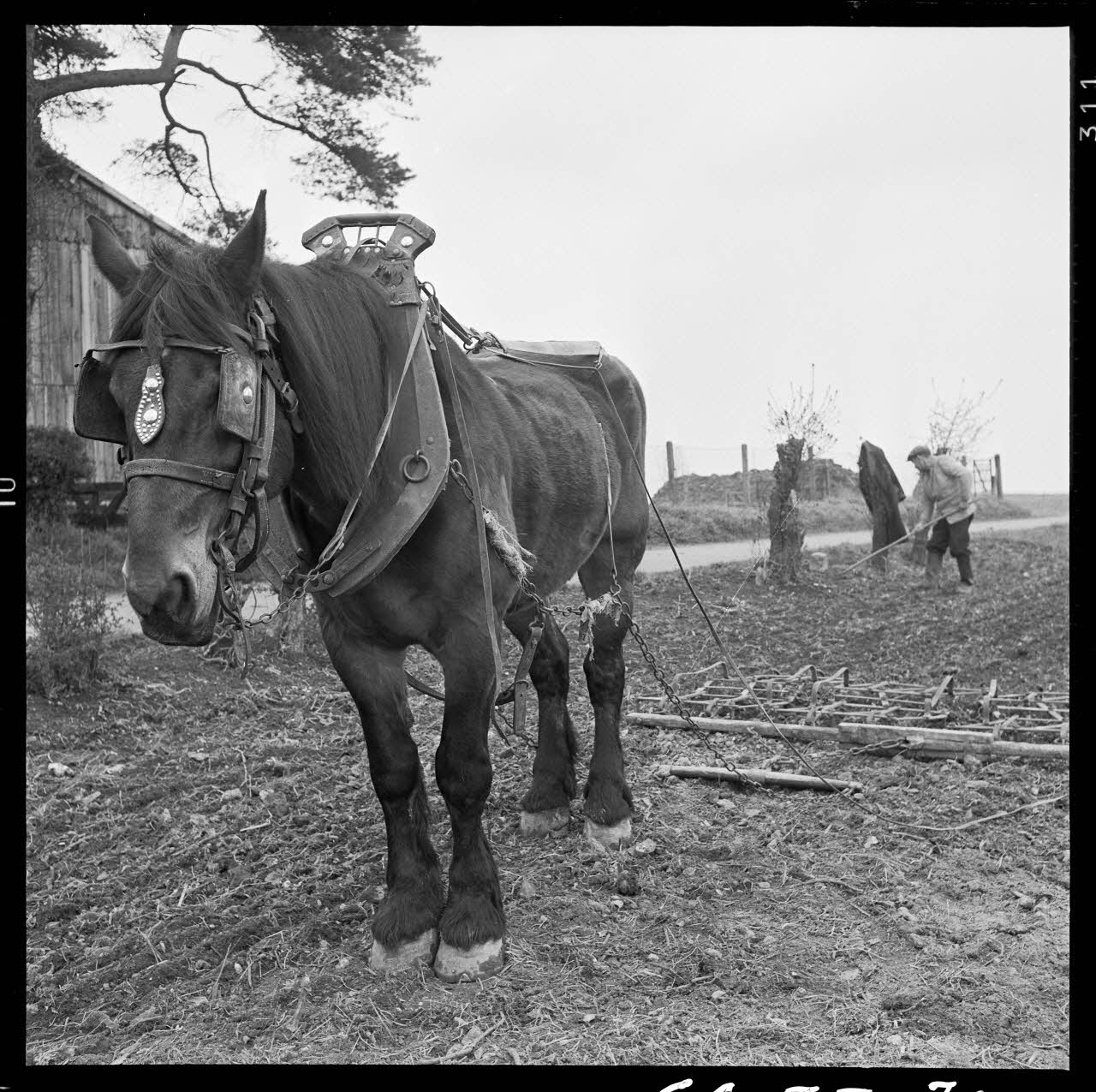 Jacques Marthelot photographie Cheval avec harnais de Monsieur Alfred Guyot Picardie, France 1964/4/24 Ph.1964.53.30 Photo