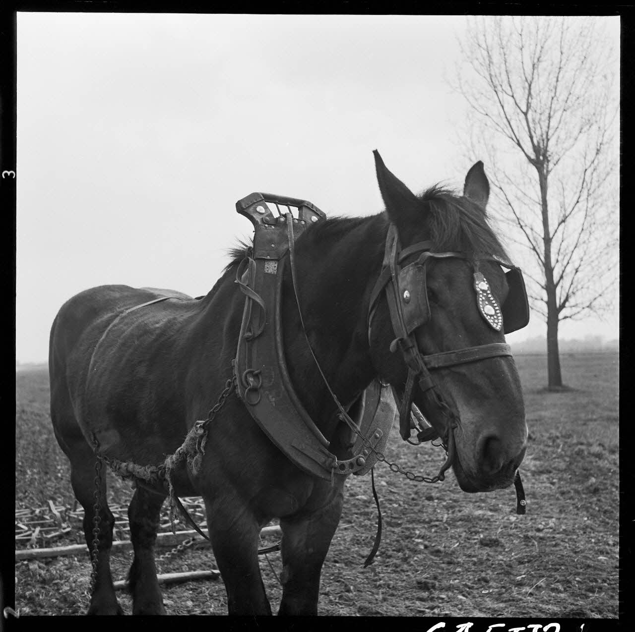 Jacques Marthelot photographie Cheval avec harnais de Monsieur Alfred Guyot de face Picardie, France 1964/4/24 Ph.1964.53.32 Photo