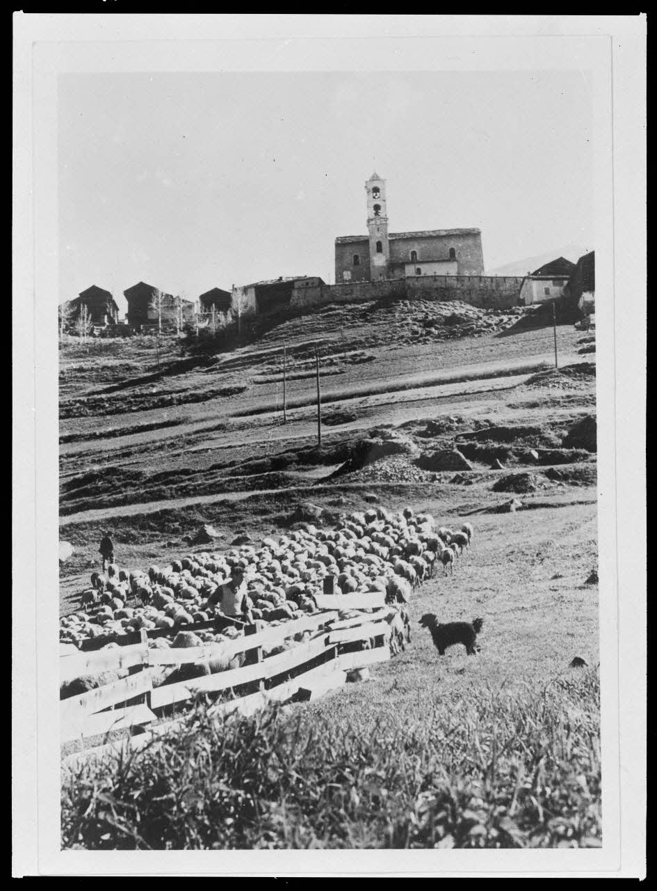 photographie Comptage du troupeau après le marquage du troupeau communal à la marque de la commune Ph.1965.84.14 Photo