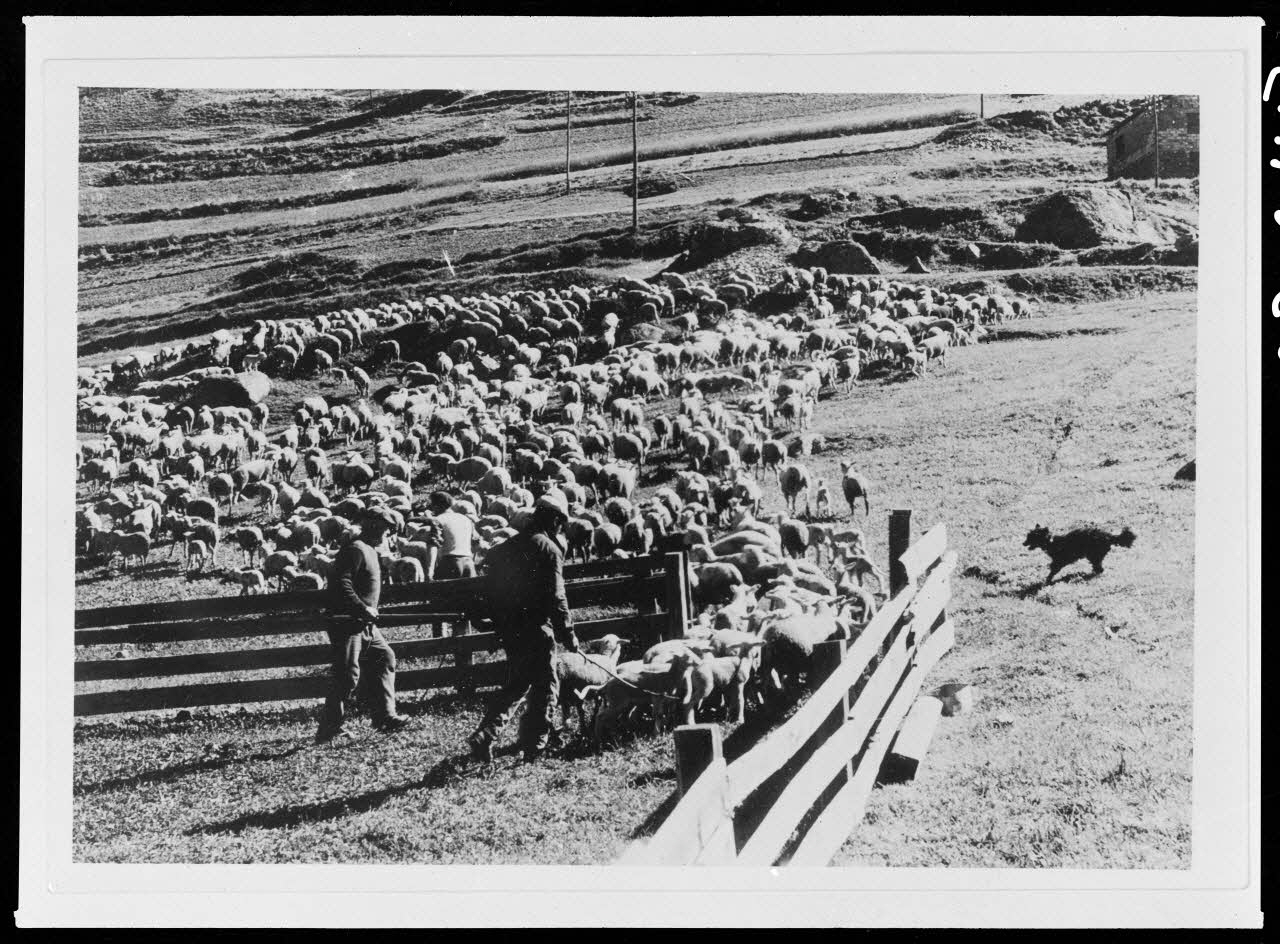 photographie Comptage du troupeau après le marquage du troupeau communal à la marque de la commune Ph.1965.84.19 Photo