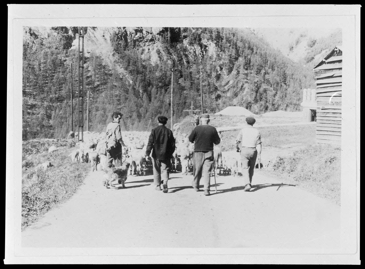 photographie Comptage du troupeau après le marquage du troupeau communal à la marque de la commune Ph.1965.84.21 Photo