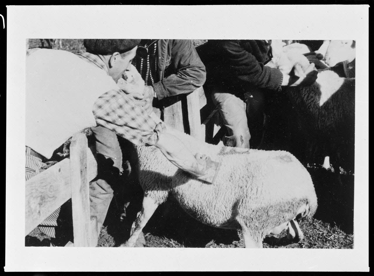 photographie Marquage du troupeau communal avant à la marque de la commune Ph.1965.84.9 Photo