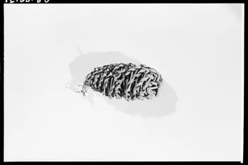 Alain Guey photographie Hochet de paille France 1966/6/1 Ph.1966.88.21 Photo