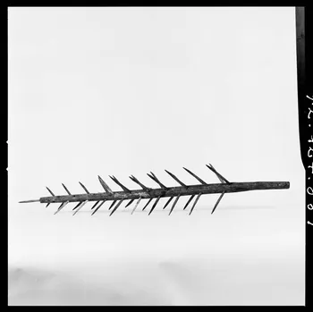 Réunion des musées nationaux - Grand Palais photographie Arbre des morts France 1972 Ph.1972.124.881 Photo