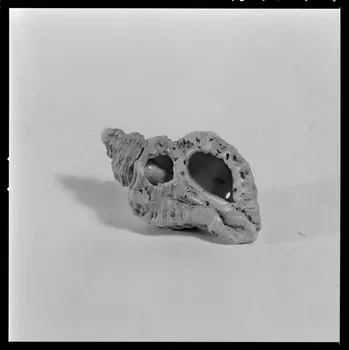 Trouche photographie Affiquet en coquillage percé provenant de Louerre (Maine-et-Loire). Daté du 19è siècle France 1970/2/20 Ph.1970.20.170  Photo