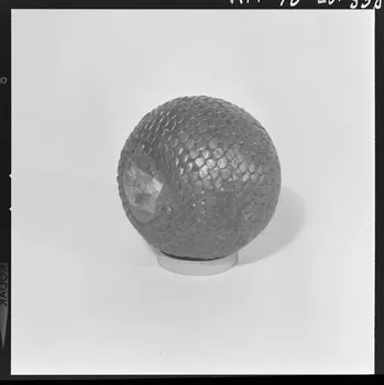 Trouche photographie Boule en cours de fabrication à partir d'une racine de buis : cloutage. Provient d'Aiguines (Var). Daté de 1946 France 1970/2/27 Ph.1970.20.338  Photo
