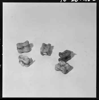 Beck photographie Jeu d'osselets en os de pied de veau. Provient d'Indre-et-Loire. Daté de 1966 France 1970/3/5 Ph.1970.20.408  Photo