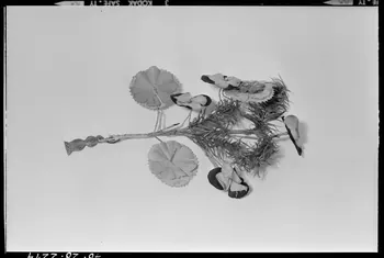 Beck photographie Bouquet de saint Mathurin. Vue après restauration France 1970/9/24 Ph.1970.20.2214 Photo