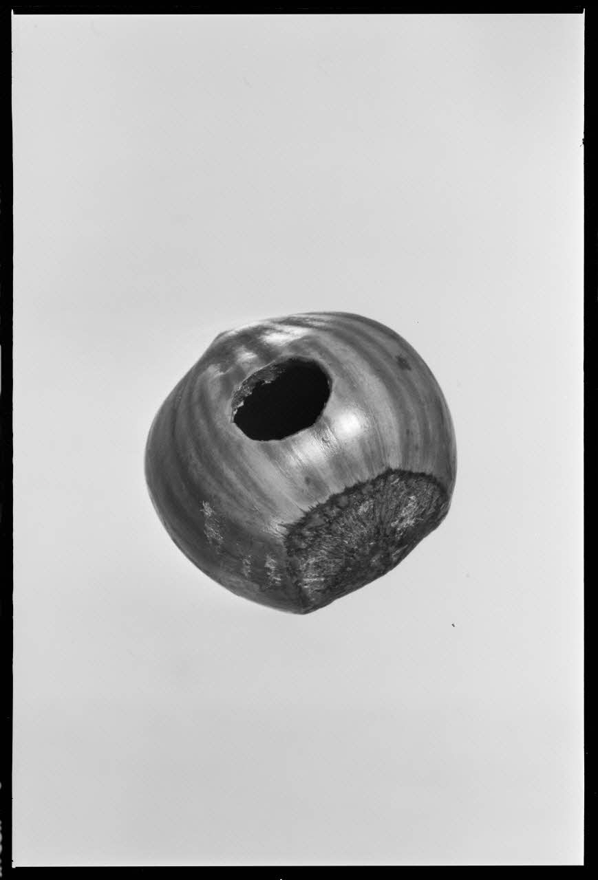 Beck photographie Appeau à perdrix grises, fabriqué avec une noisette percée France 1970/9/25 Ph.1970.20.2304 Photo