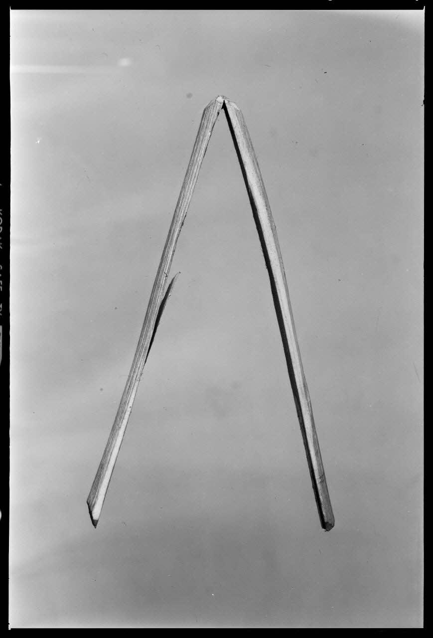 Beck photographie Anche en sureau. Provenant de l'Aubrac France 1970/10/1 Ph.1970.20.2327 Photo