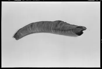 Beck photographie Corne de bouc provenant des Hautes-Alpes France 1970/10/1 Ph.1970.20.2364 Photo