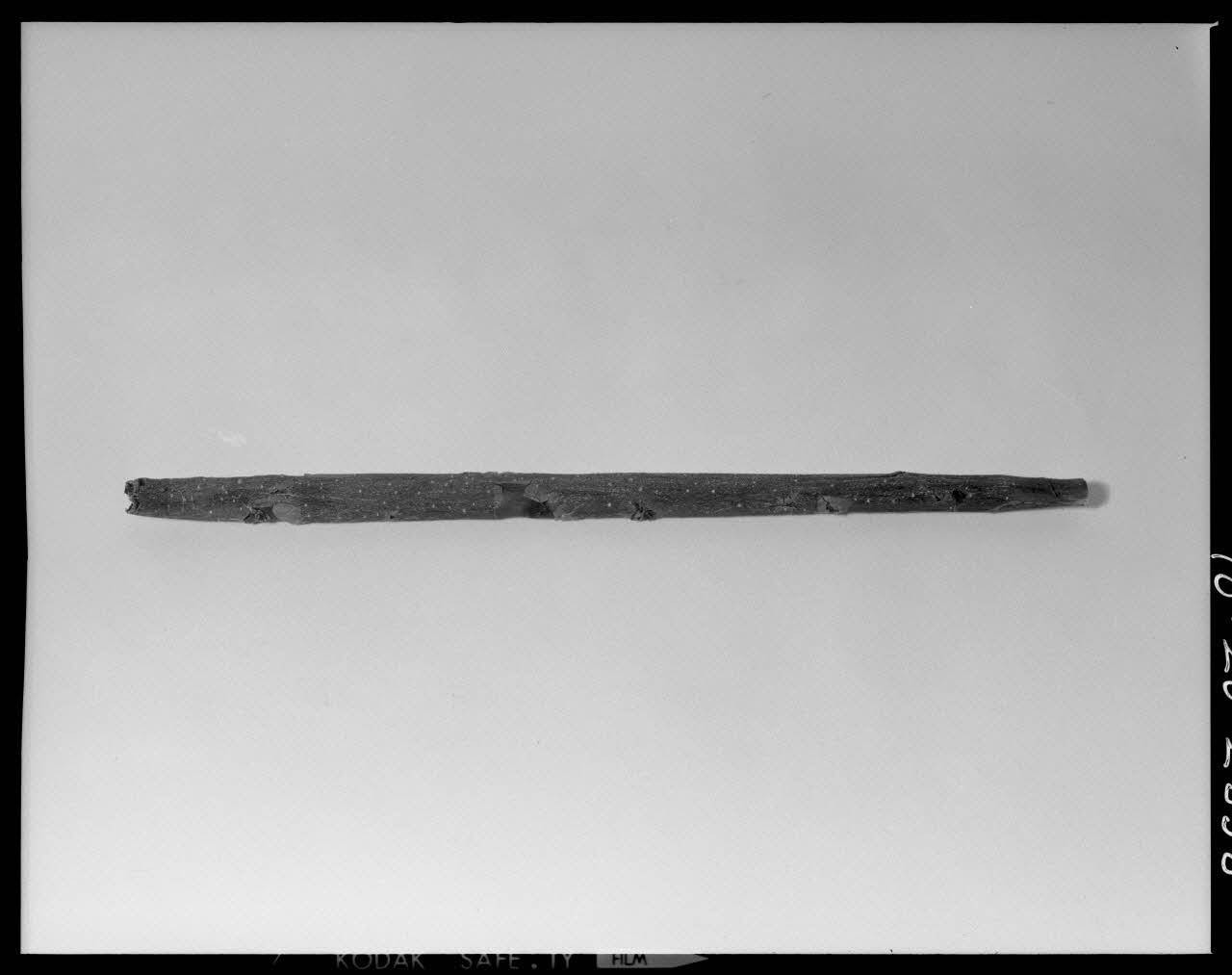 Beck photographie Anche en écorce de châtaignier, avec ses épines. Provenant de l'Aubrac France 1970/10/16 Ph.1970.20.2558 Photo