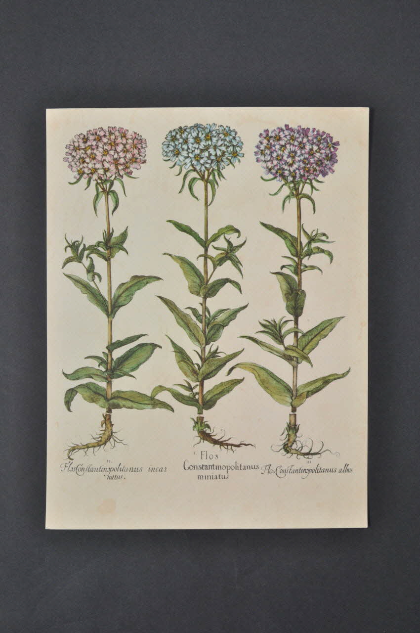 reproduction 1970 2000.60.906.16 Photo Mucem