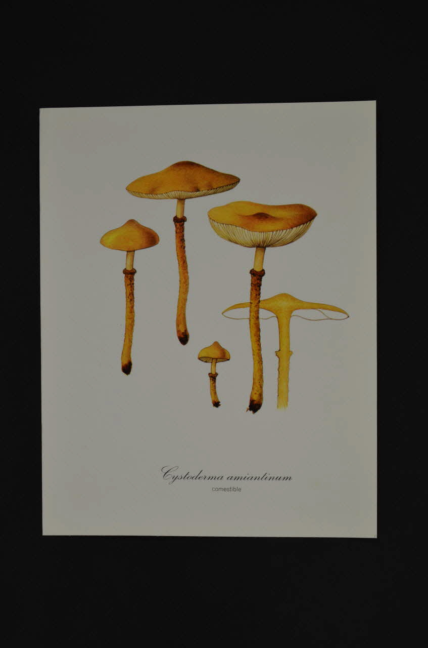 reproduction 1970 2000.60.910.2 Photo Mucem