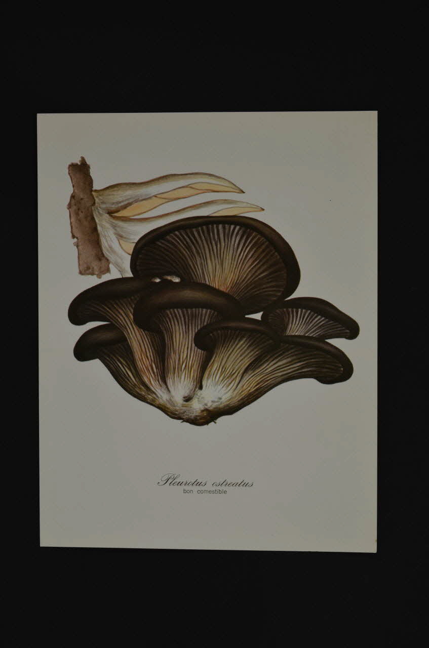 reproduction 1970 2000.60.910.20 Photo Mucem