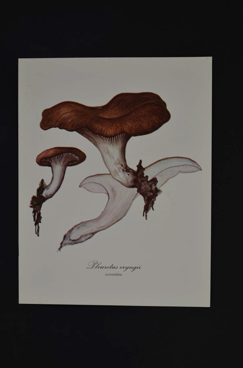 reproduction 1970 2000.60.910.26 Photo Mucem