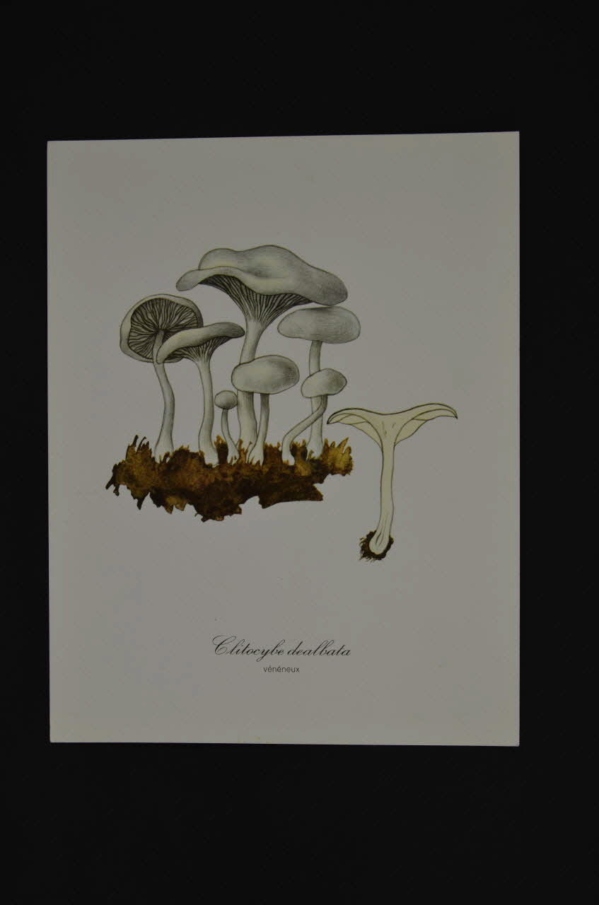 reproduction 1970 2000.60.910.3 Photo Mucem