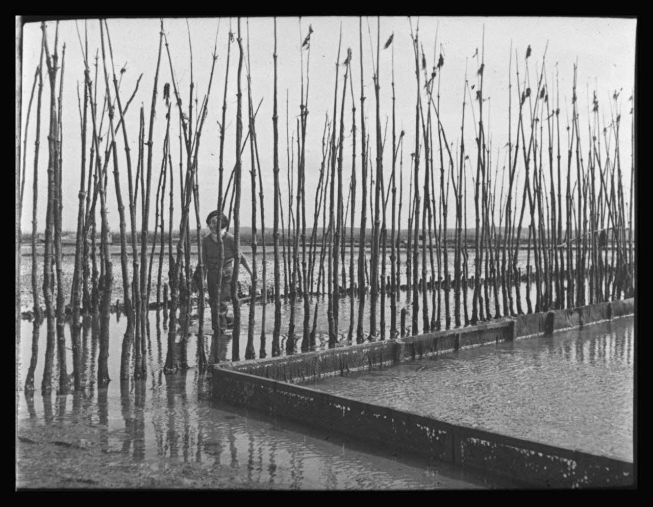 photographie Ostréiculteur. Auteur G. Capdeville, instituteur. Usage pédagogique. Parc à huître à marée basse Ph.1984.5.3 Photo