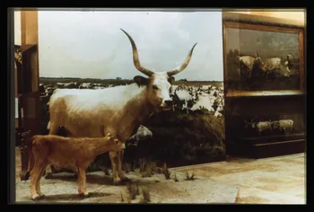 photographie Musée d'agriculture de Budapest. Construit d'après les plans d'Ignac Alparis (1902-1907). Vitrine d'exposition : élevage des troupeaux Ph.1984.70.11 Photo