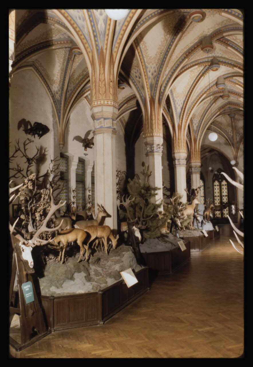 photographie Musée d'agriculture de Budapest. Construit d'après les plans d'Ignac Alparis (1902-1907). Naturalisation des êtres et zoologie. Vitrine d'exposition Ph.1984.70.16 Photo