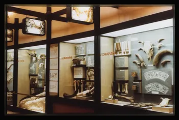 photographie Musée d'agriculture de Budapest. Construit d'après les plans d'Ignac Alparis (1902-1907). Zoologie et naturalisation des êtres. Vitrine d'exposition : effets de la domestication sur l'ossature du bétail Ph.1984.70.8 Photo