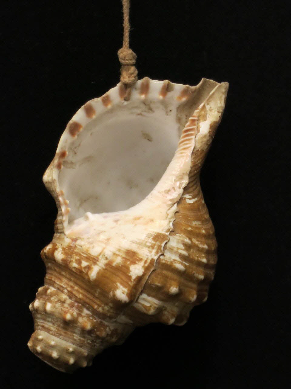 accessoire de bruitage Tromba di conchiglia 2015.1.53 Photo Mucem