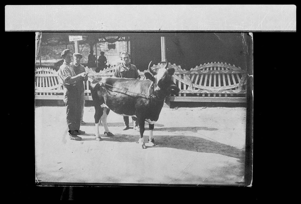 photographie Veau à deux têtes Ph.1987.45.45 Photo