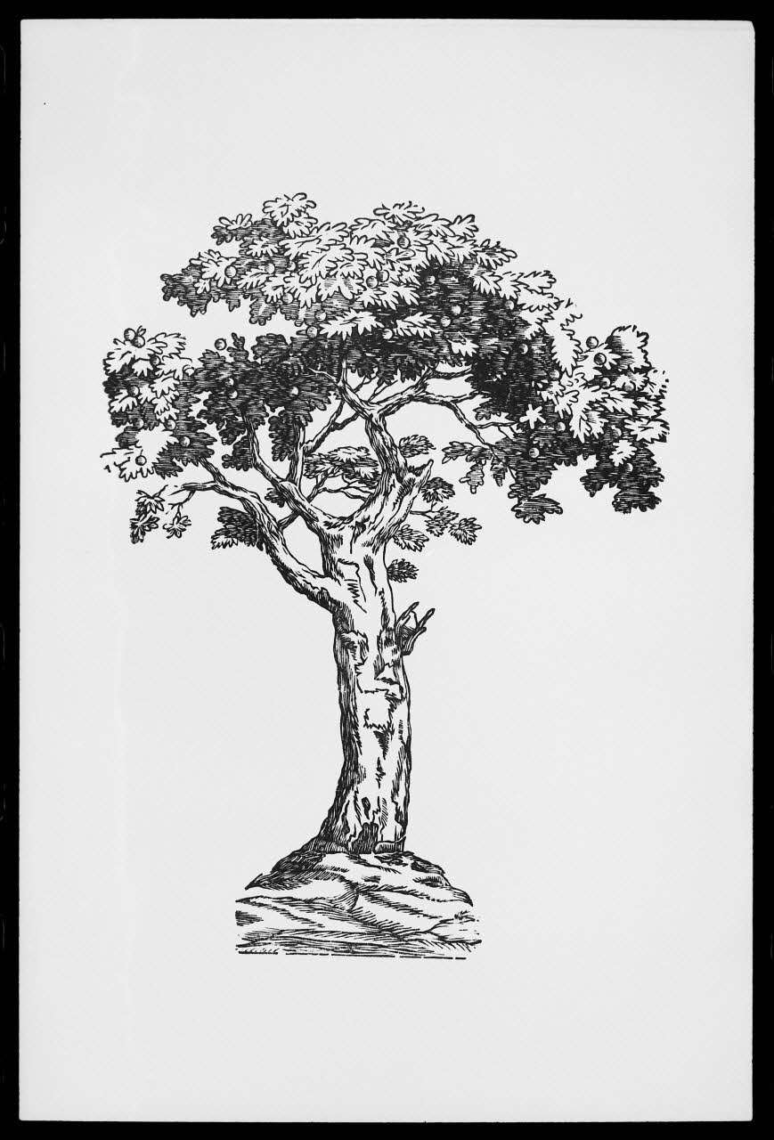 photographie "Pommier". Estampe datée de 1814. Gravé par P.-F. Godard. Bois noir et blanc. Maison Hurez à Amiens (1810-1814) Ph.1988.2.159 Photo