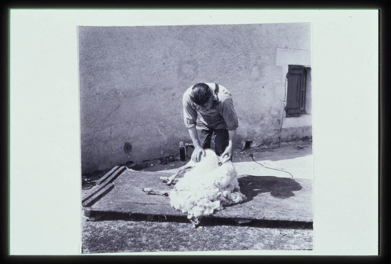 Dumoutier photographie Tonte au sol. Montmorillon. (Vienne). Juin 1956 Poitou-Charentes, France 1956/6/1 Ph.2003.25.19 Photo