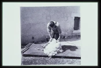 Dumoutier photographie Tonte au sol. Montmorillon. (Vienne). Juin 1956 Poitou-Charentes, France 1956/6/1 Ph.2003.25.19  Photo