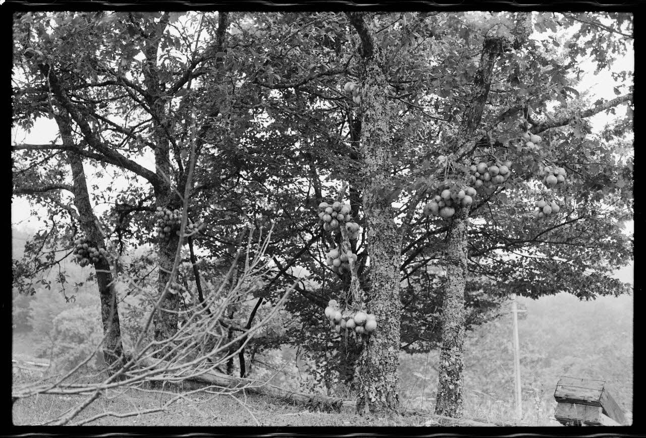 photographie Oignons Ph.1977.101.12 Photo