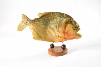 animal naturalisé piranha 2000.68.1100 Photo Mucem