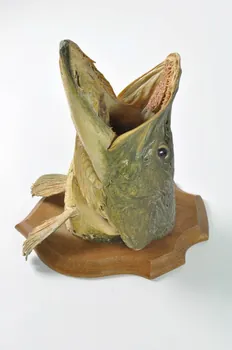 trophée Tête naturalisée d'un brochet 2000.68.966 Photo Mucem