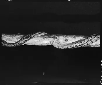 photographie Bâton de berger sculpté au couteau. "Tour de France 1952" Ph.1992.1.403  Photo