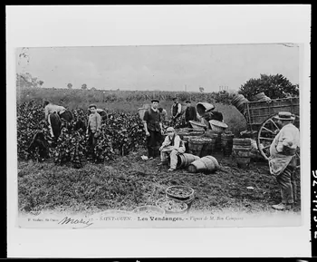 Anonyme photographie Les vendanges... . Ile-de-France, France 1992 Ph.1992.113.2  Photo