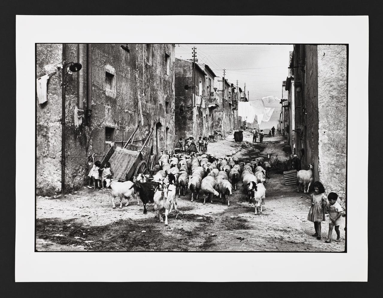 André Martin tirage photographique Troupeau de chèvres et de moutons et groupe d'enfants dans une rue Sicile, Italie 1958 2024.1.10 Photo Mucem / Marianne Kuhn