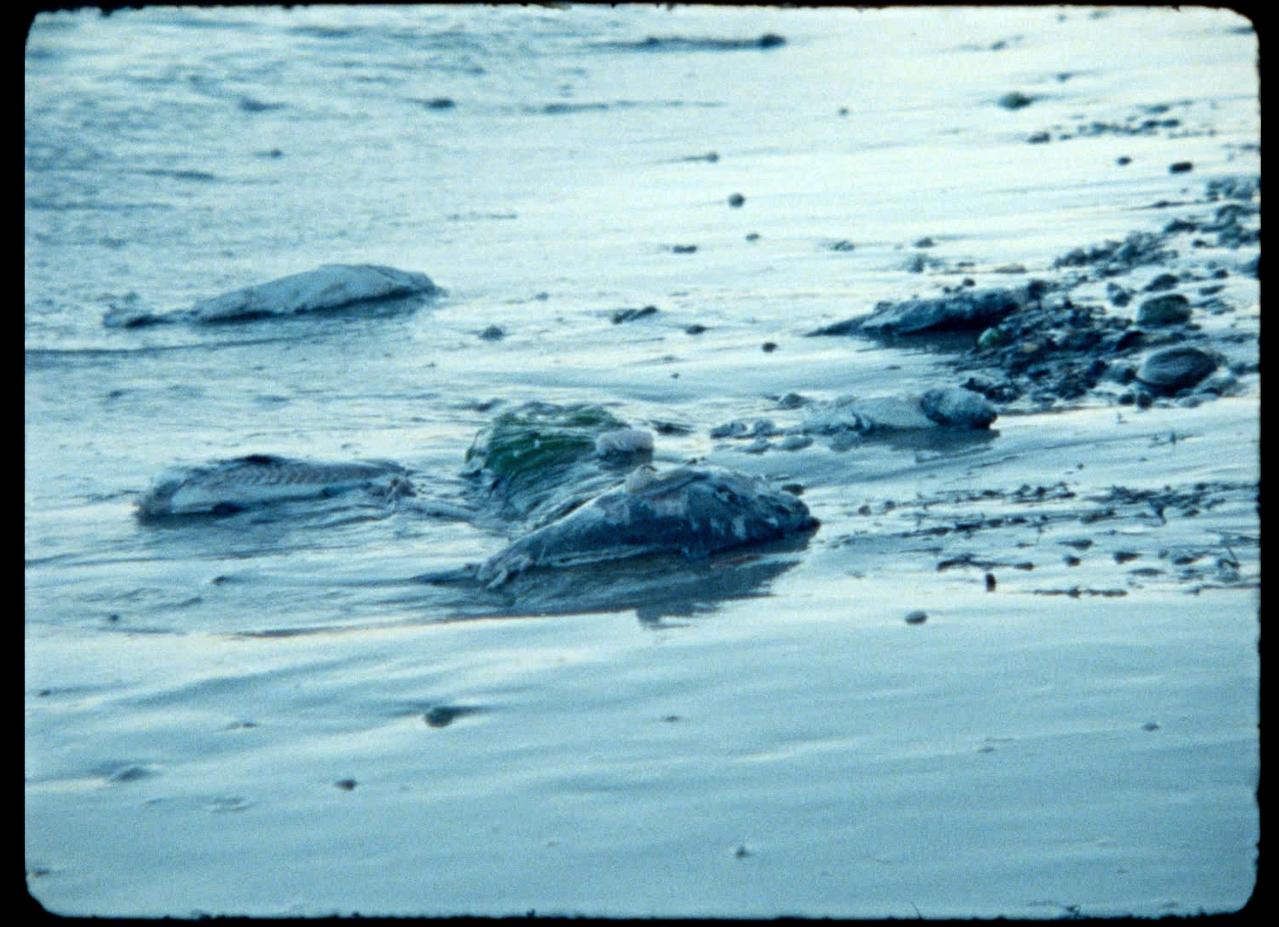 Clément Cogitore vidéo Ferdinandea: Premonitions Ile-de-France, France 2022 2025.25.1.1 Photo Clément Cogitore