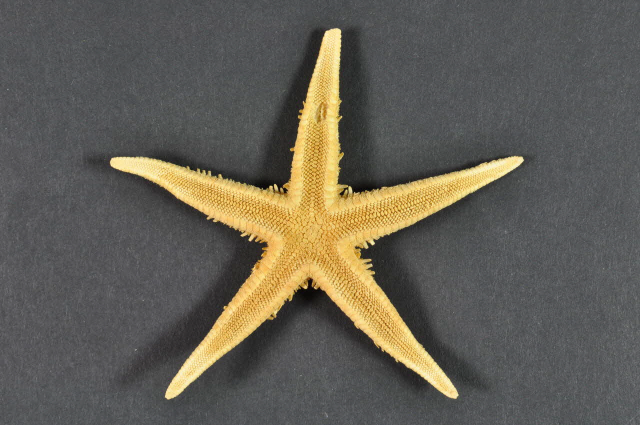 Hôpital Pasteur - Personnel et malades étoile de mer France 1998 2003.123.4 Photo Mucem